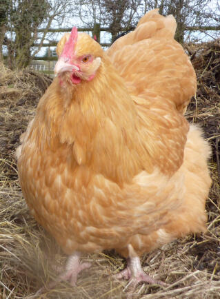 Chicken in hay