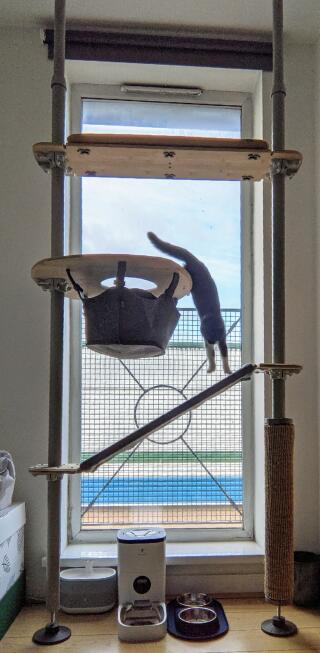 A kitten jumping between the platforms of his indoor cat tree
