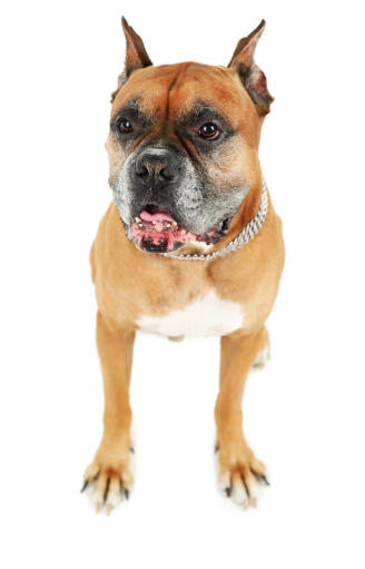 En söt boxerhund med djupt bruna öGon och avklippta öron