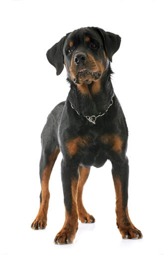 A confident little Rottweiler puppy standing tall, showing off its wonderful physique
