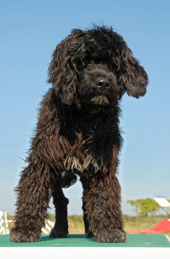 En portugisisk vattenhund som står högt och visar upp sin underbara tjocka mörka päls.