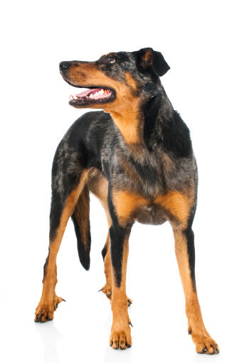 A fit and healthy adult Beauceron