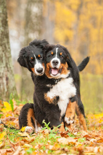 Två vuxna bernese mountain dogs som njuter av varandras sällskap