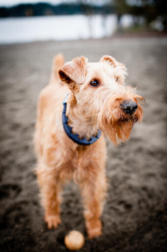 En närbild av en irish terriers vackra, trådiga päls och skägg