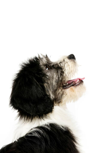 En närbild av en polsk lågländsk fårhunds vackra korta nos.