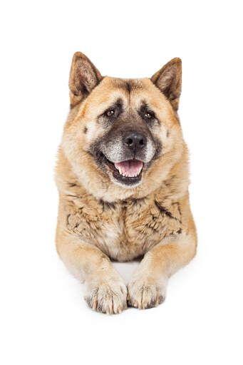An adult akita showing off his big paws and lovely sandy coat