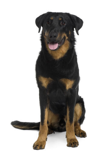 A strong adult Beauceron sitting to attention