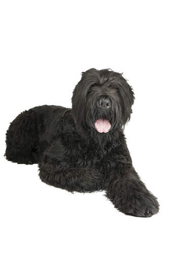 A young adult Black Russian Terrier with a well kept coat