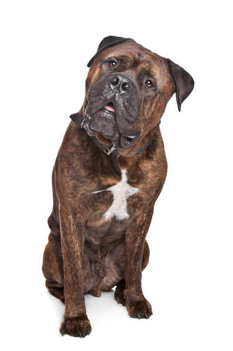 A dark brown coated adult Bullmastiff sitting to attention
