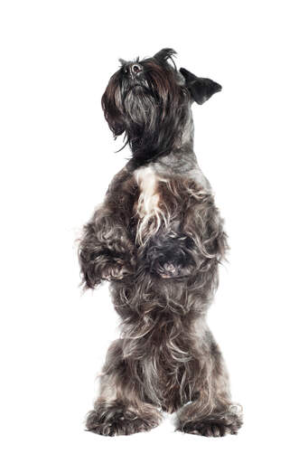 A young Cesky Terrier standing on it's backlegs wanting some attention