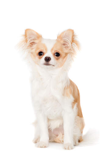 A young light brown Chihuahua with a well styled coat