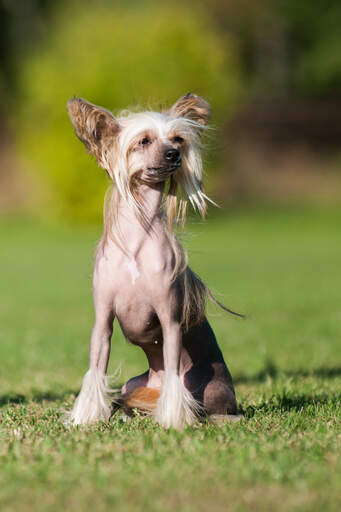 A healthy, adult Chinese Crested with a typically groomed coat