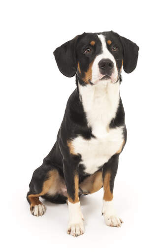 A Entlebucher Mountain Dog sitting patiently waiting for some attention