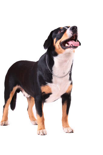 Un chien de montagne de type entlebucher avec un corps court et trapu