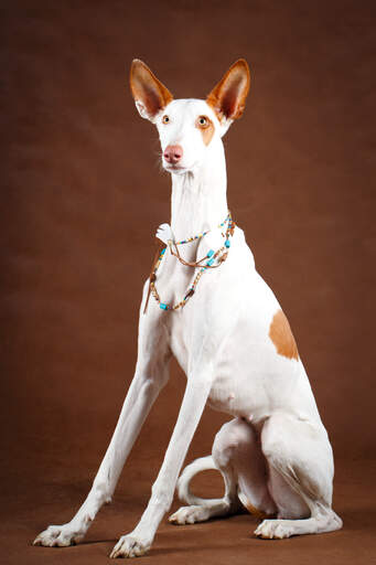 A gorgeous Ibizan Hound with long front legs
