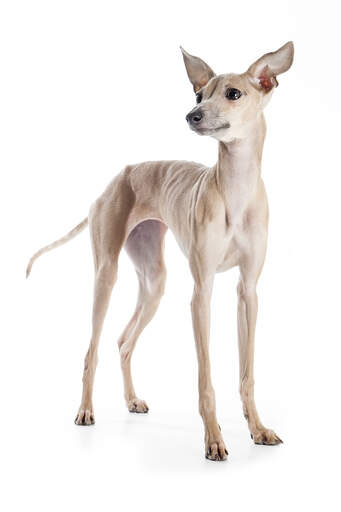 En ljusbrun italiensk greyhound med öronen spetsade i väntan på ett kommando
