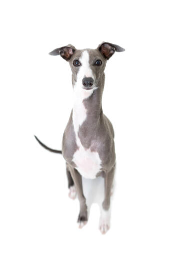 # 8 Italian Greyhound * Windhund Windspiel Levrier ***   Postcard 