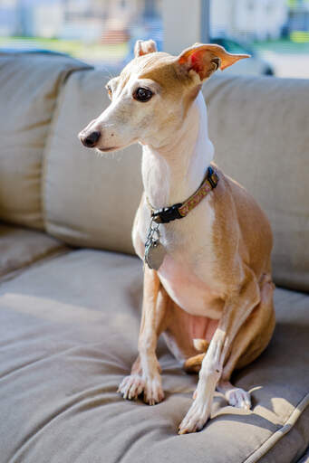 En italiensk greyhound som sitter i soffan med öronen bakåtsträckta