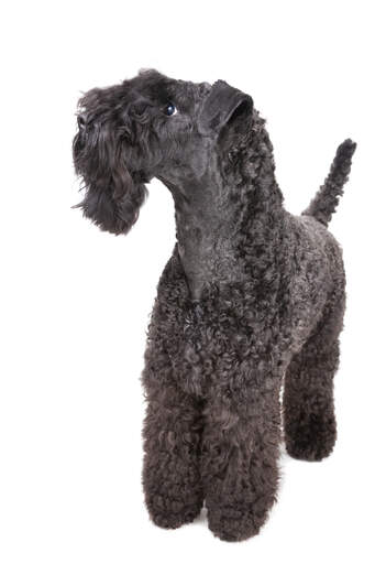 A Kerry Blue Terrier with a beautifully groomed, tight curled coat