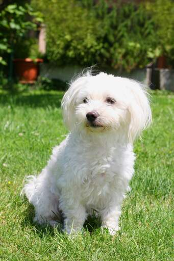 An adult Maltese sitting on the grass, waiting for a command from it's owner