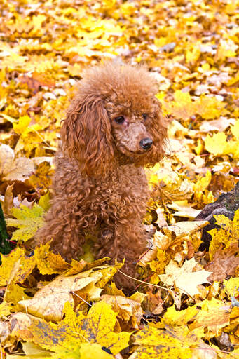 A little Miniature Poodle sitting amogst the leaves, waiting for a command