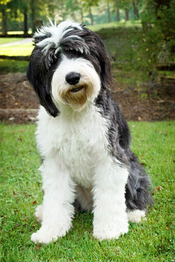 A heathy, young Old English Sheepdog, waiting for some attention