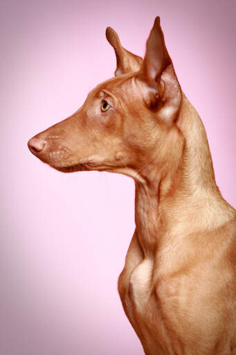 En vacker profil av en frisk, vuxen faraohhund.