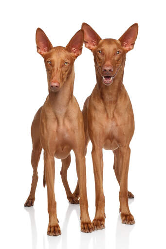 Två friska, unga faraohhundar som tålmodigt väntar på uppmärksamhet