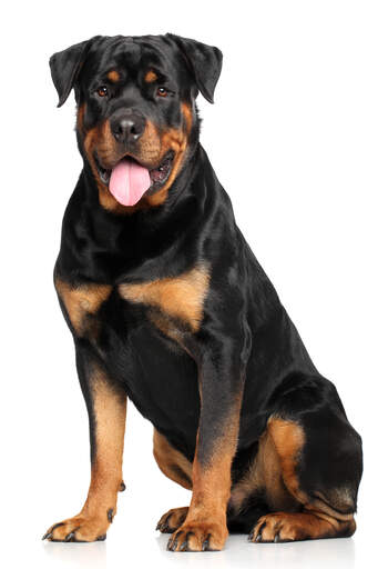 A proud looking Rottweiler sitting neatly waiting for a command
