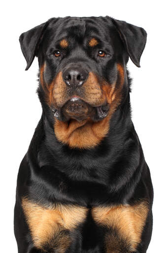 A stern adult male Rottweiler awaiting commands from its owner