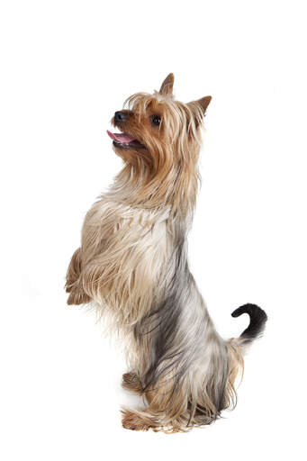 En silkig terrier som står upp på bakbenen och vill ha uppmärksamhet