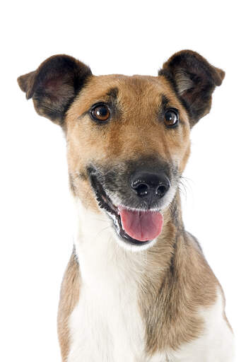 En närbild av en smooth fox terriers vackra korta, tjocka päls.