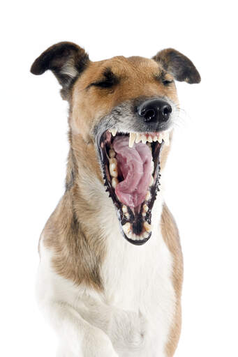 A lovely, little Smooth Fox Terrier yawning