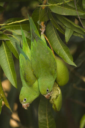 Two Vernal Hanging Parrots feeding, hanging from a branch
