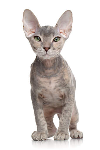 Un mignon petit chaton donskoy avec de grandes oreilles