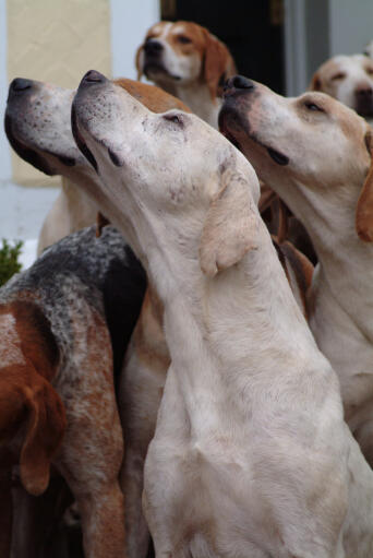 En grupp engelska foxhounds som använder sina känsliga näsor