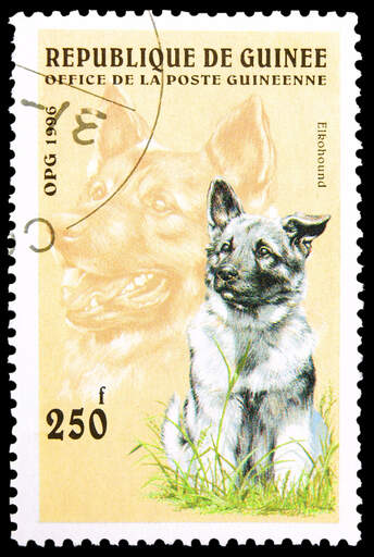 En norsk älghund på ett västafrikanskt frimärke