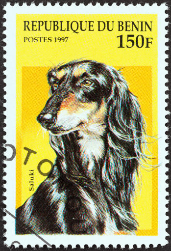Un chien afghan sur un timbre d'afrique de l'ouest