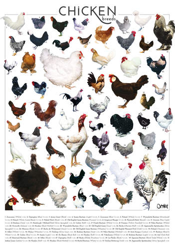 Plakat Omlet kyllingraser