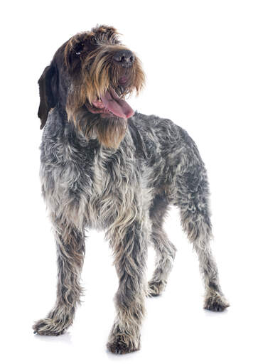 A lovely Korthals Griffon with a fantastic scruffy look