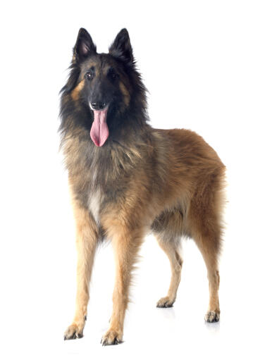 En belgisk herdehund (tervueren) som står med tungan i vädret.