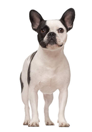 En vacker ung fransk bulldogg som står högt med öronen spetsade.