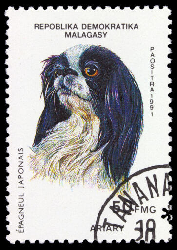 A Japanese Chin on a Madagascan stamp