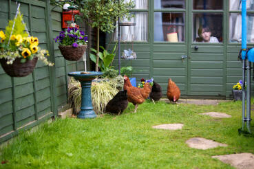 4 hens in the garden