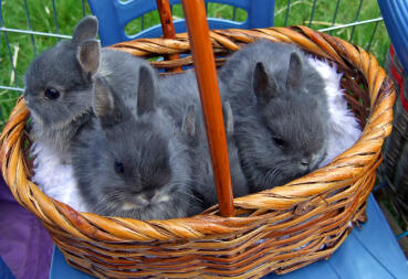 3 cute rabbits in a basket