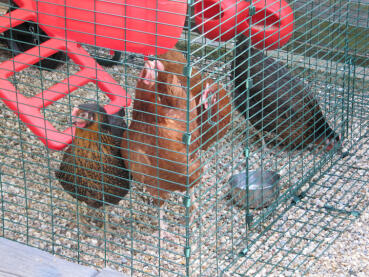3 chickens in Eglu run