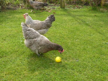 3 chickens with one pecking a ball