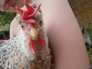 Chicken looking into camera while being held by child