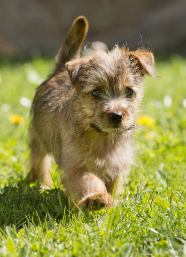 A Norfolk Terrier strolling along the grass, showing off it's beautiful tail