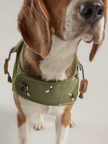 Pies beagle w płaszczu wodoodpornym joules olive bee